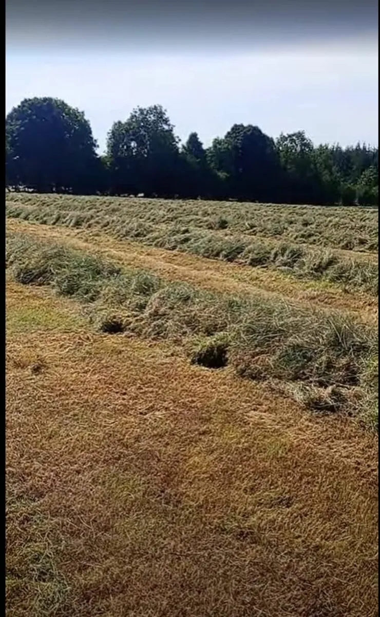 Silage - Image 2