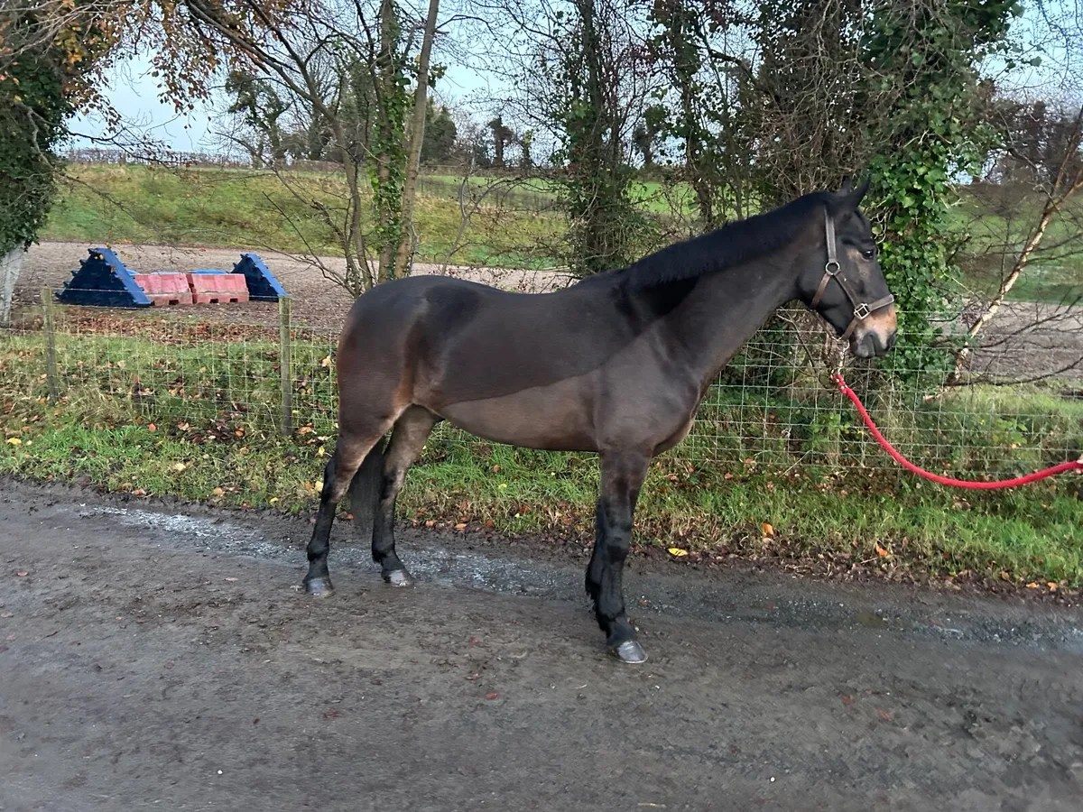 14.2h Gelding Connemara X - Image 1