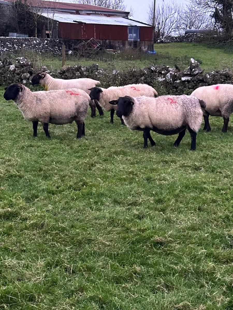 In lamb ewes - Image 1