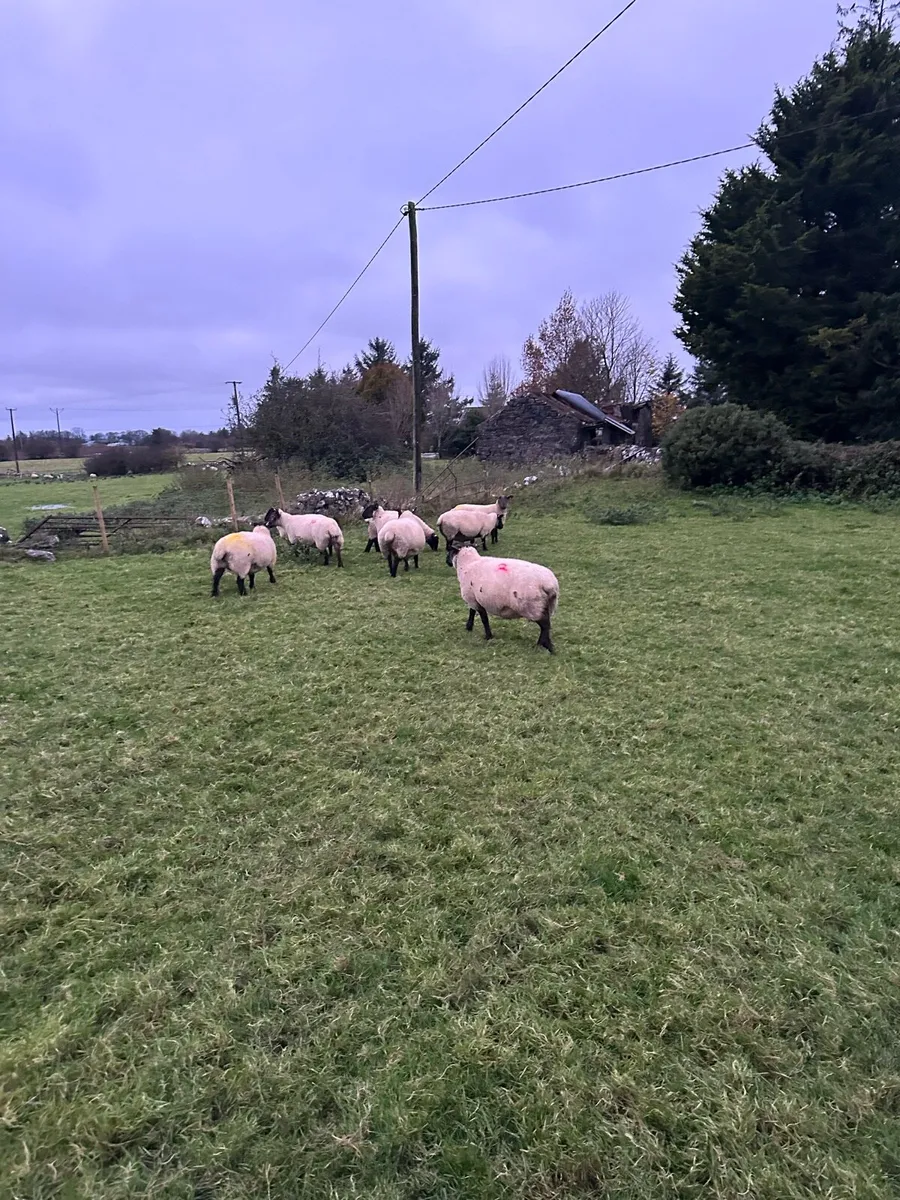 In lamb ewes - Image 2