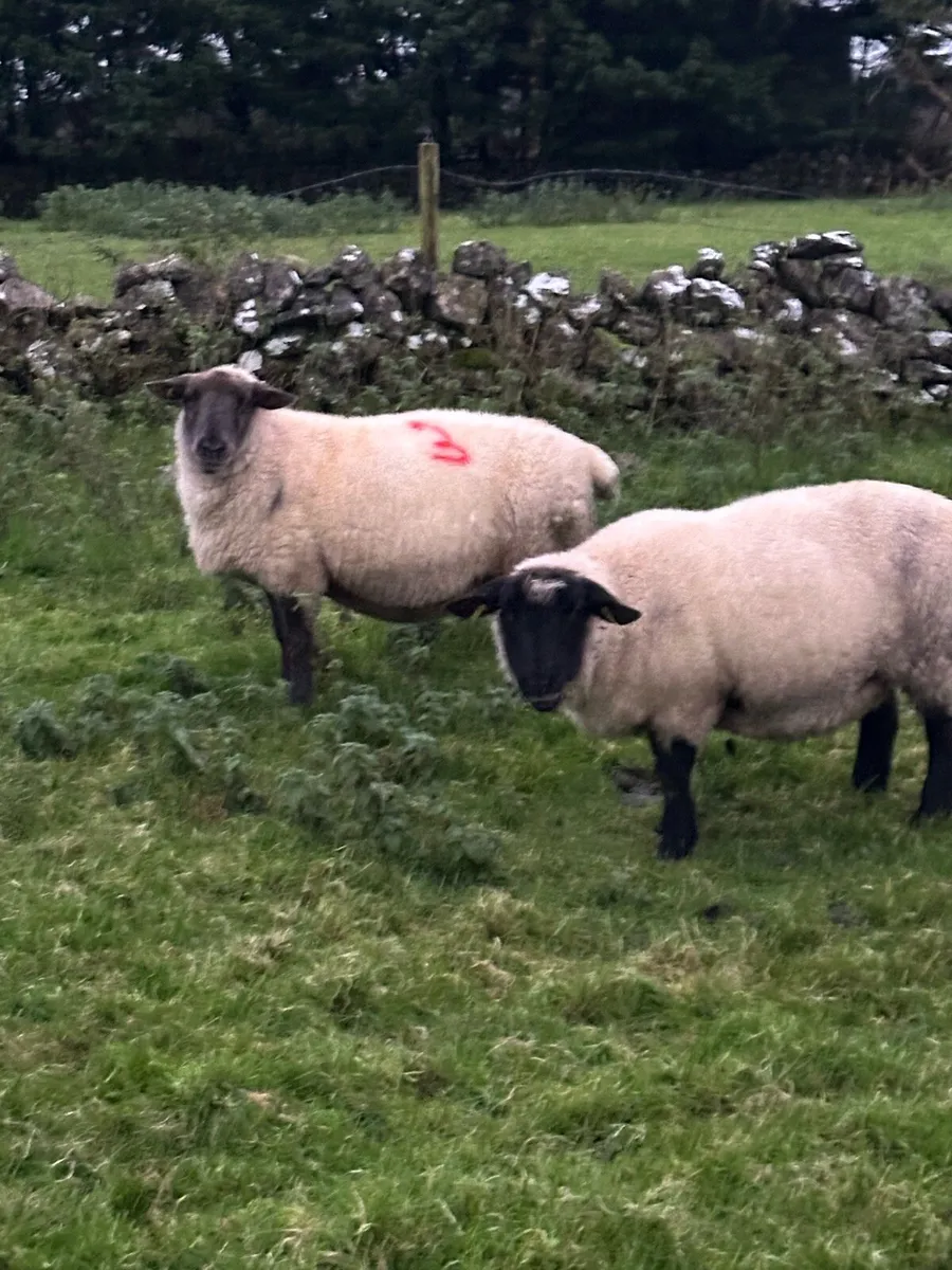 In lamb ewes - Image 3