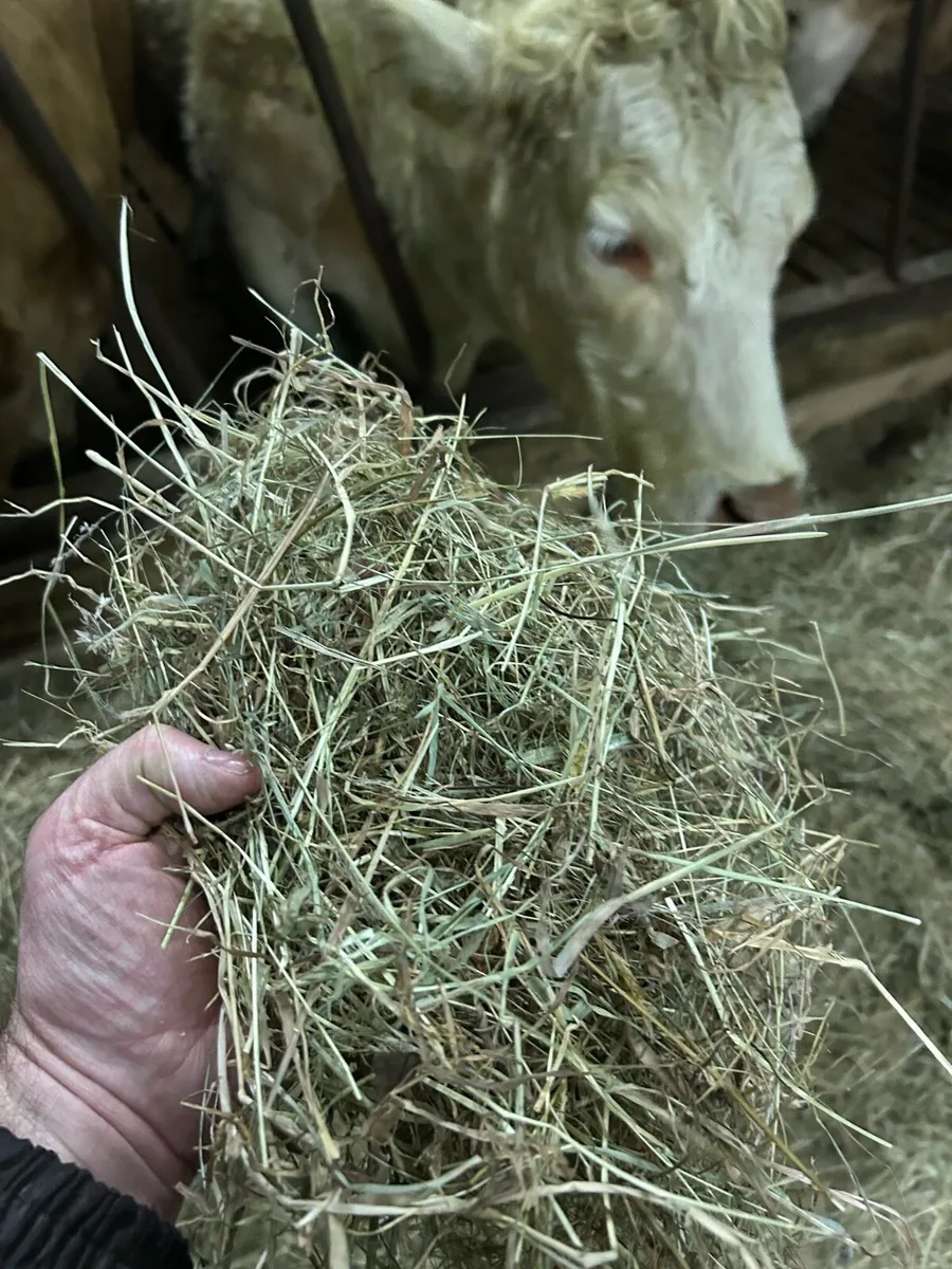Top quality organic hay. Round and square bales. - Image 3