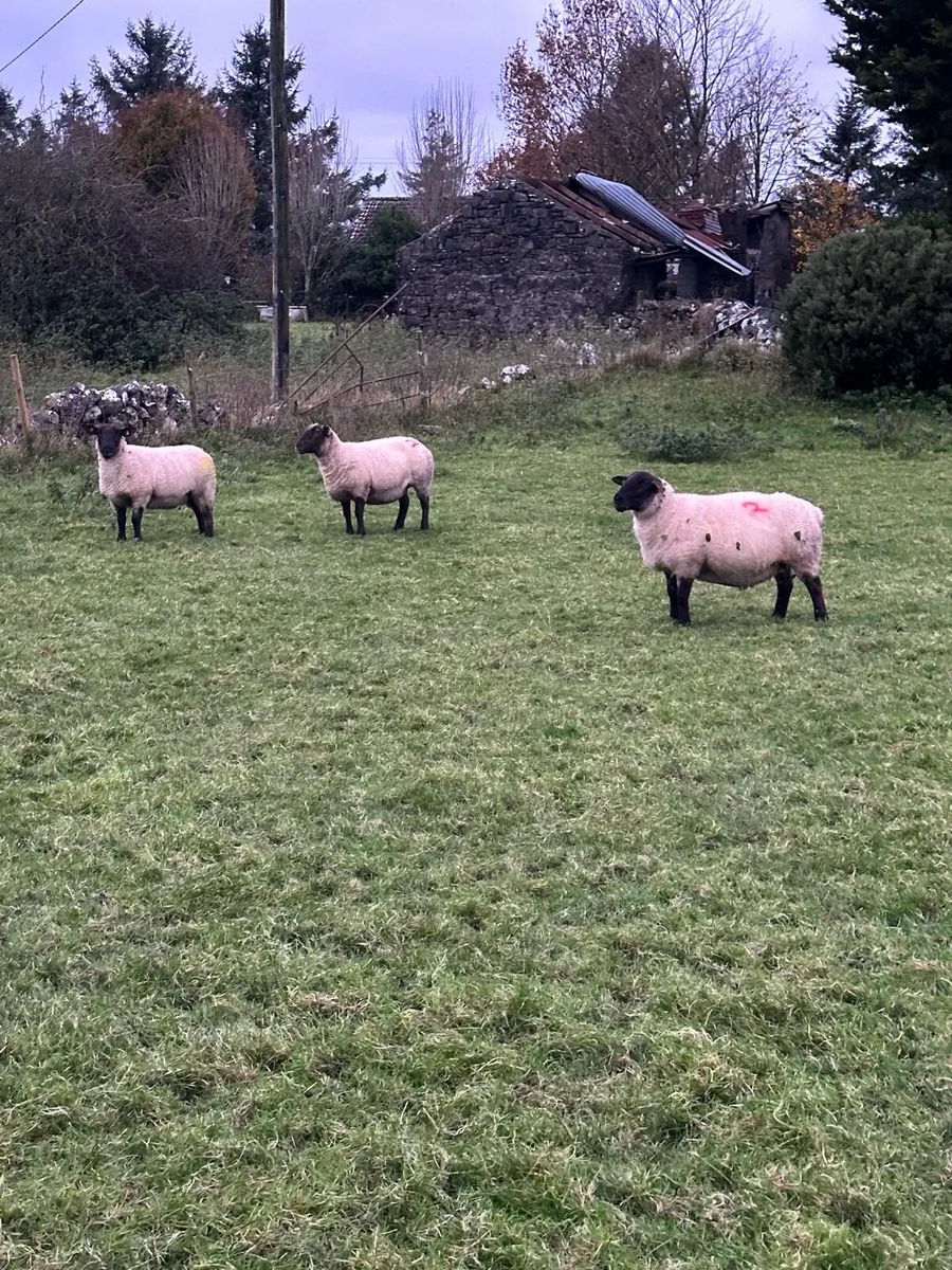 In lamb ewes - Image 4