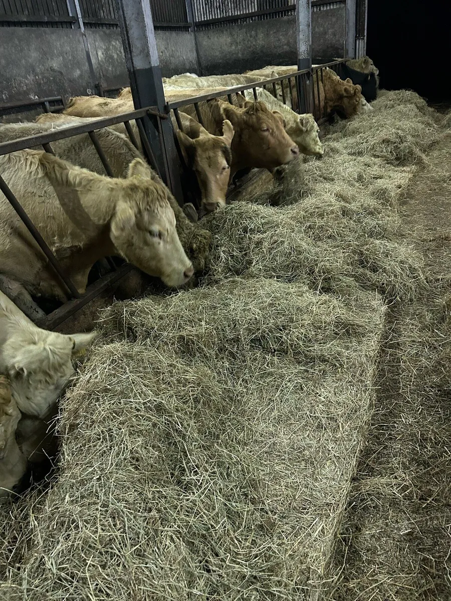 Top quality organic hay. Round and square bales. - Image 4
