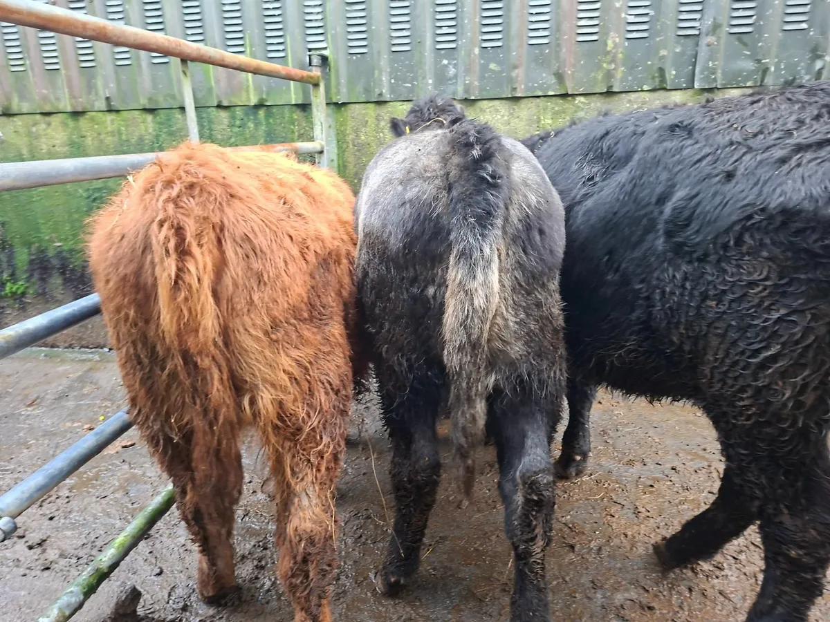 Angus Heifers Suckler bred 5* genotyped - Image 3