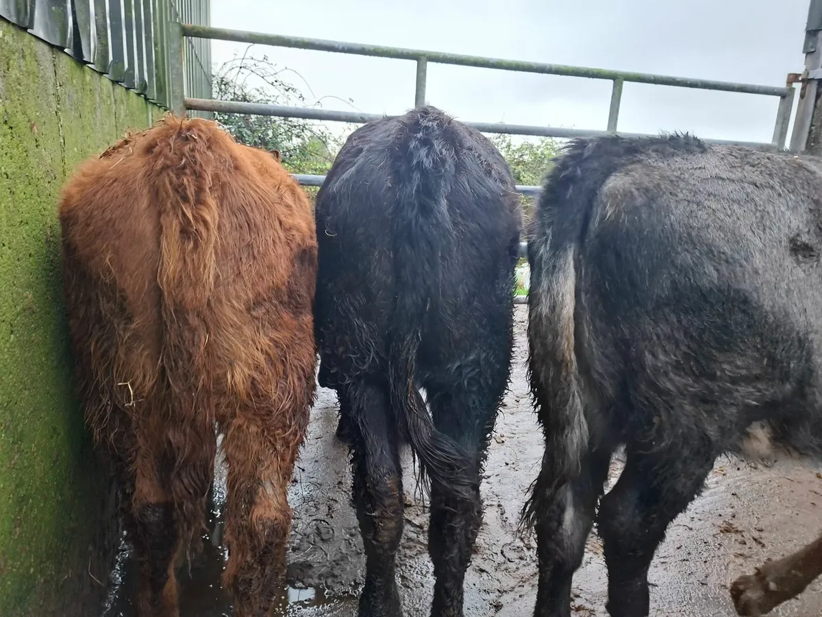 Angus Heifers Suckler bred 5* genotyped - Image 4