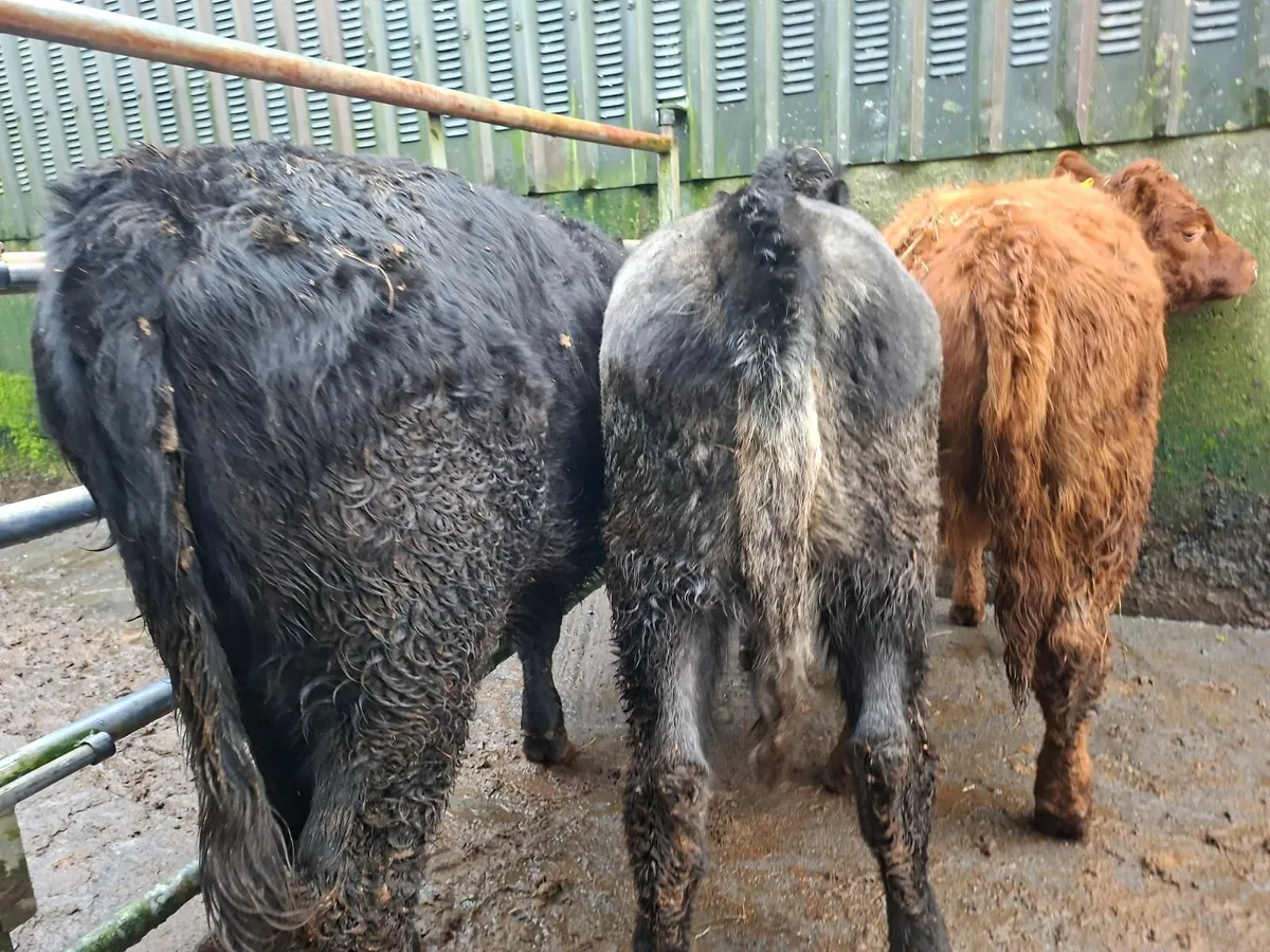 Angus Heifers Suckler bred 5* genotyped - Image 2