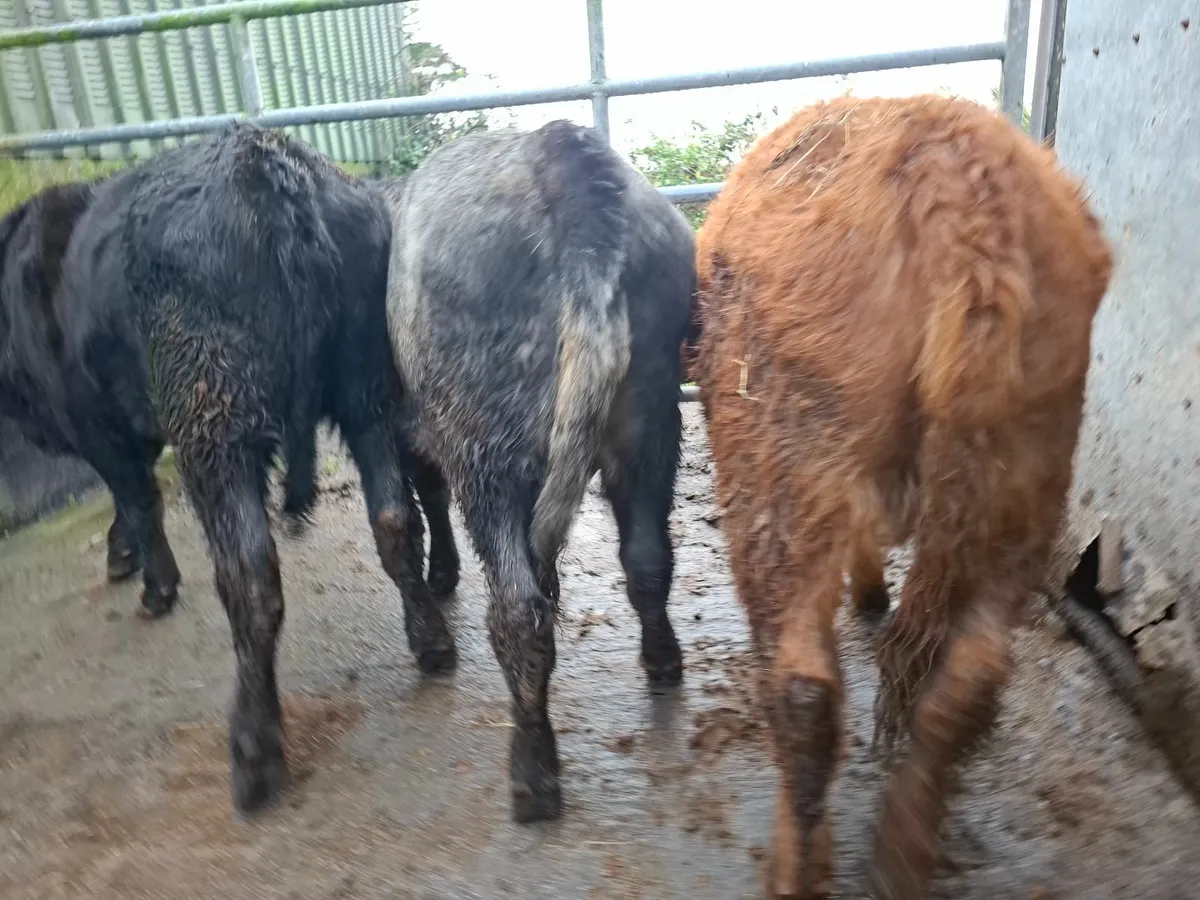 Angus Heifers Suckler bred 5* genotyped - Image 1