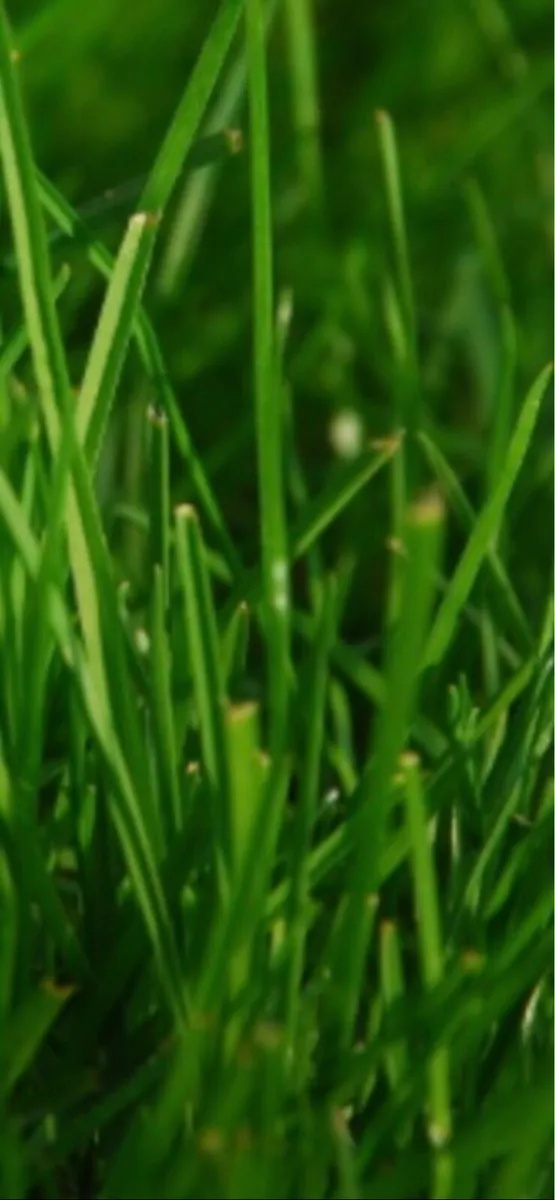 🔥looking winter grazing for sheep 🔥