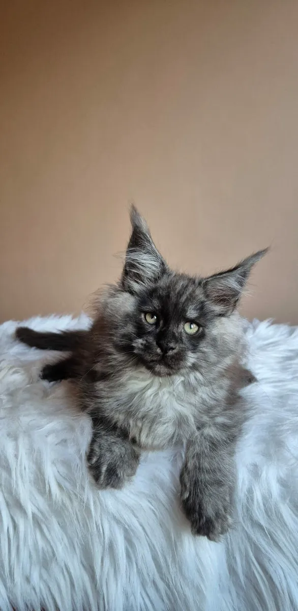 Maine Coon male - Image 1