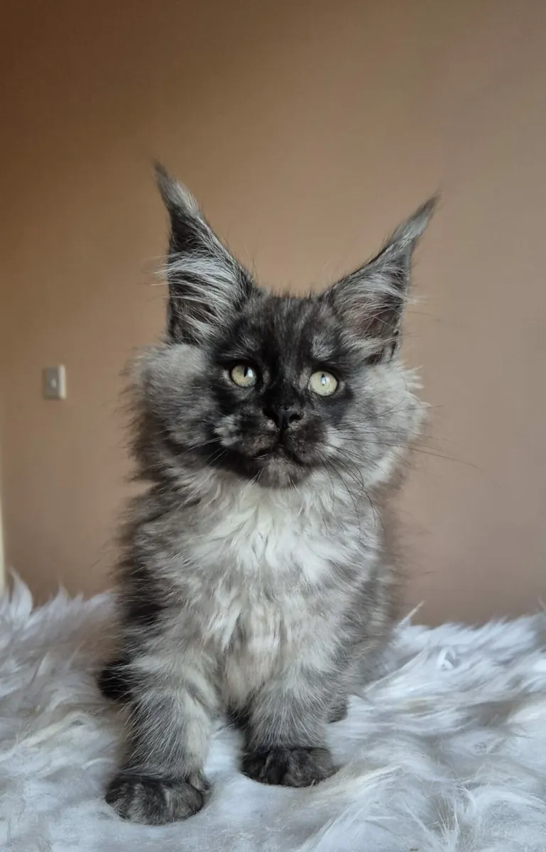 Maine Coon male - Image 2