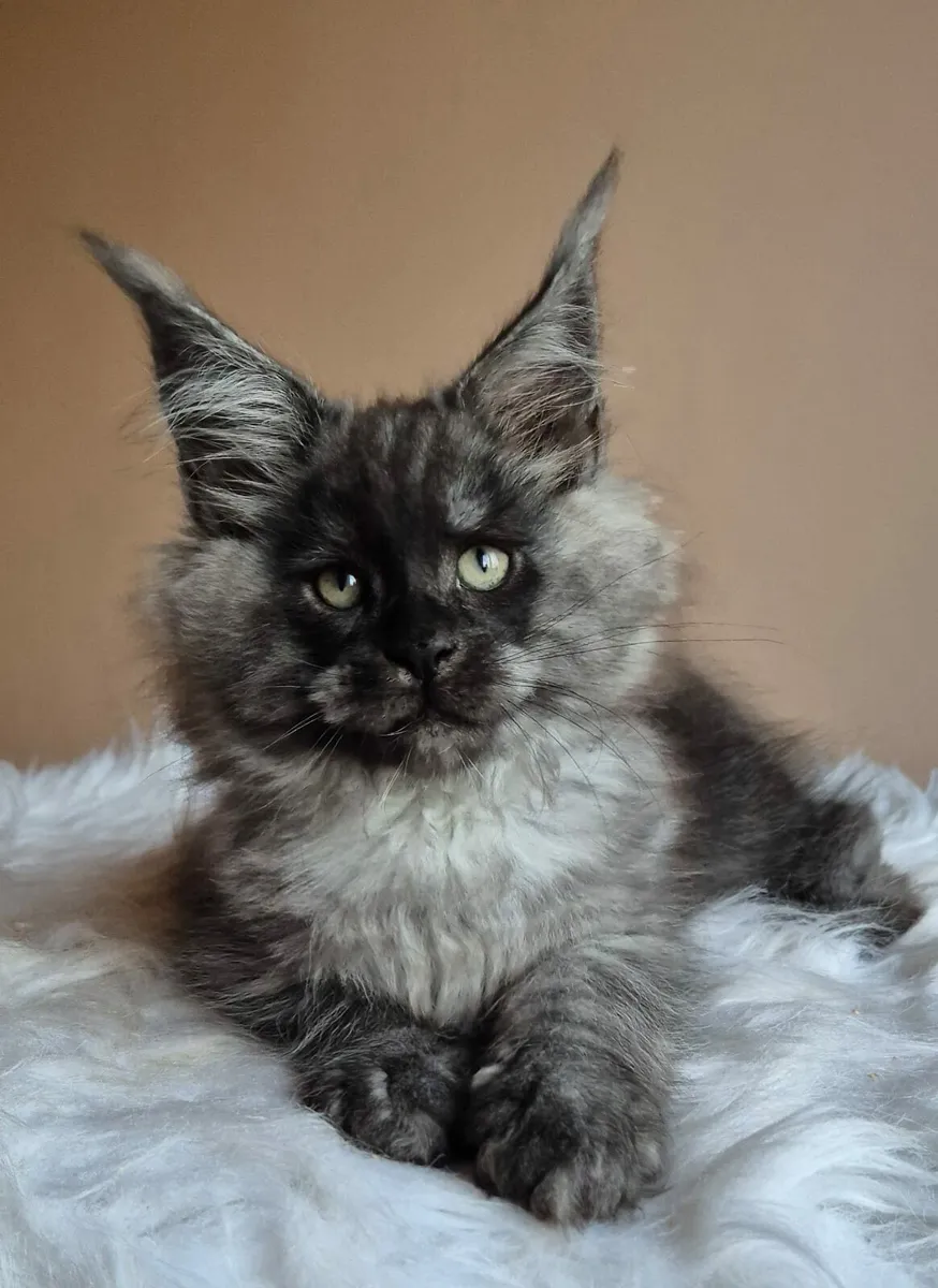 Maine Coon male - Image 3