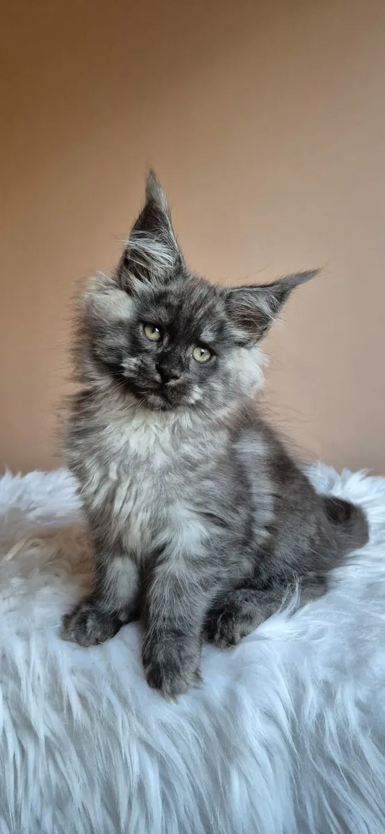 Maine Coon male - Image 4