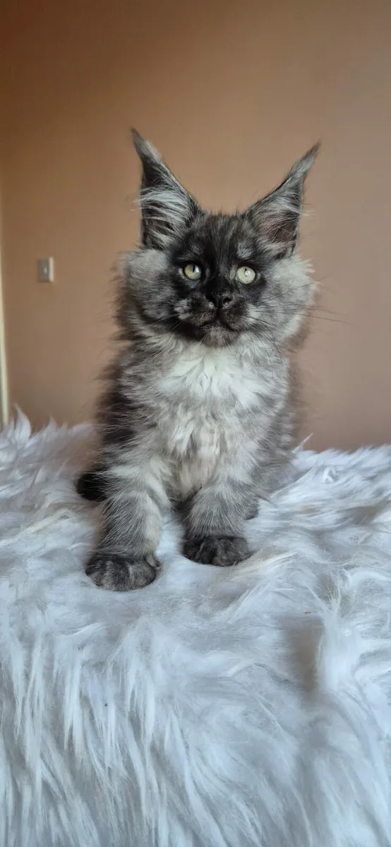 Maine Coon male - Image 4