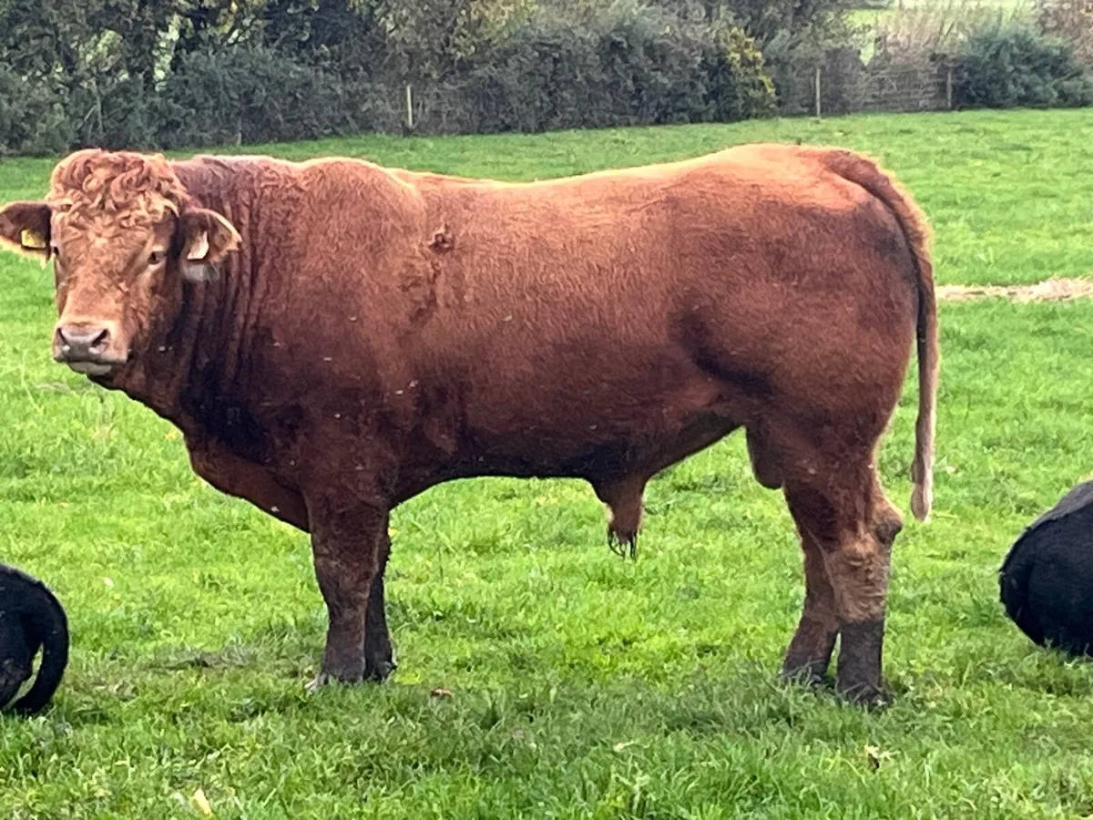 Pedigree Limousin Bull TELFERS MUNSTER - Image 1