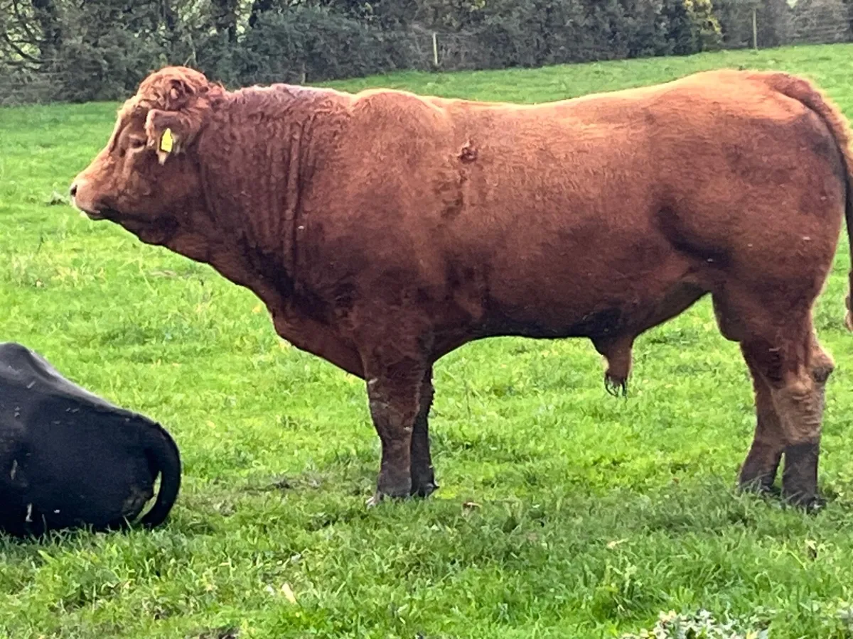 Pedigree Limousin Bull TELFERS MUNSTER - Image 2