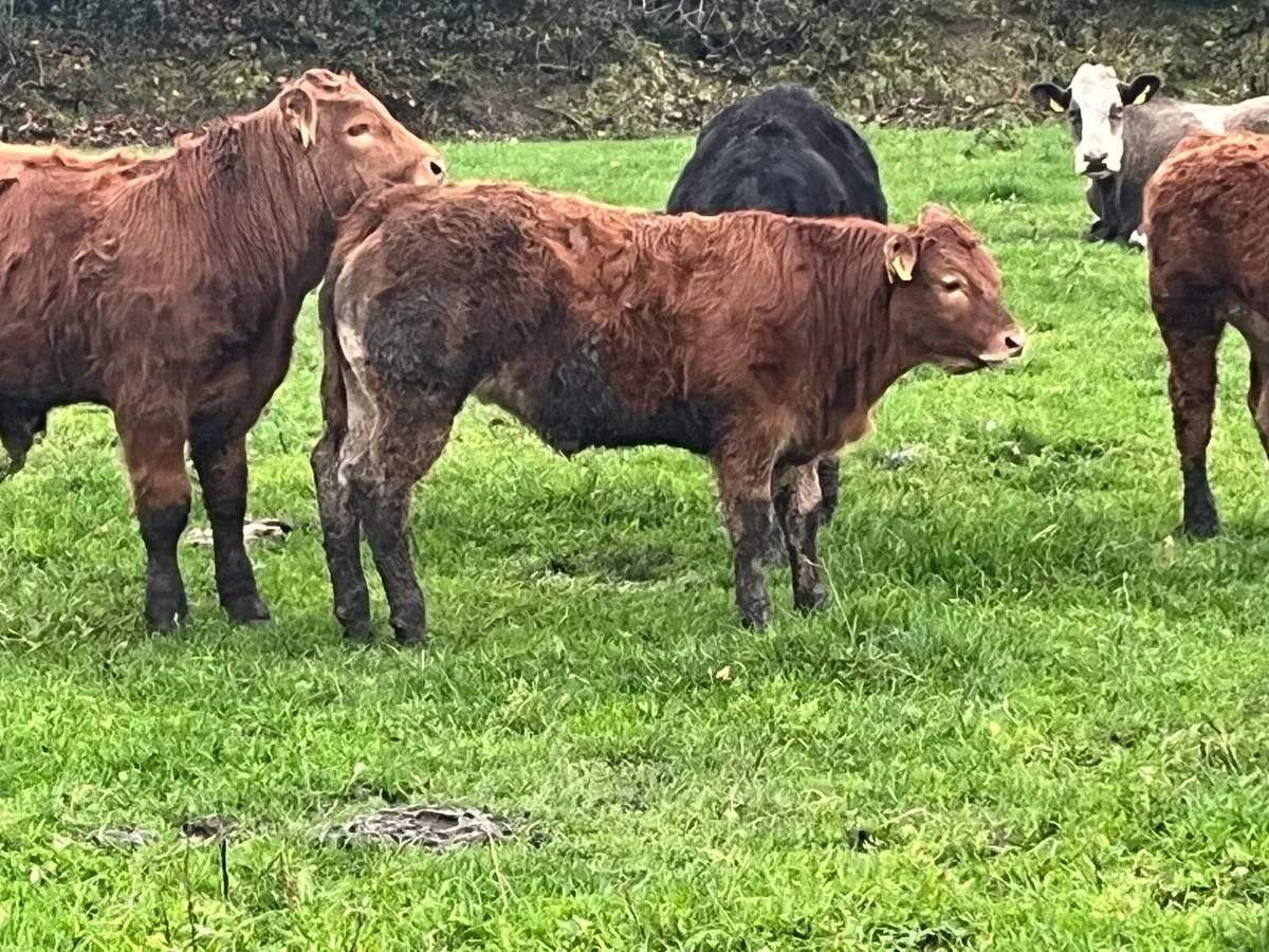 Pedigree Limousin Bull TELFERS MUNSTER - Image 3