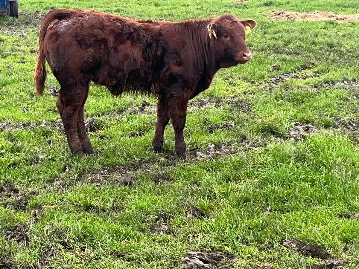 Pedigree Limousin Bull TELFERS MUNSTER - Image 4