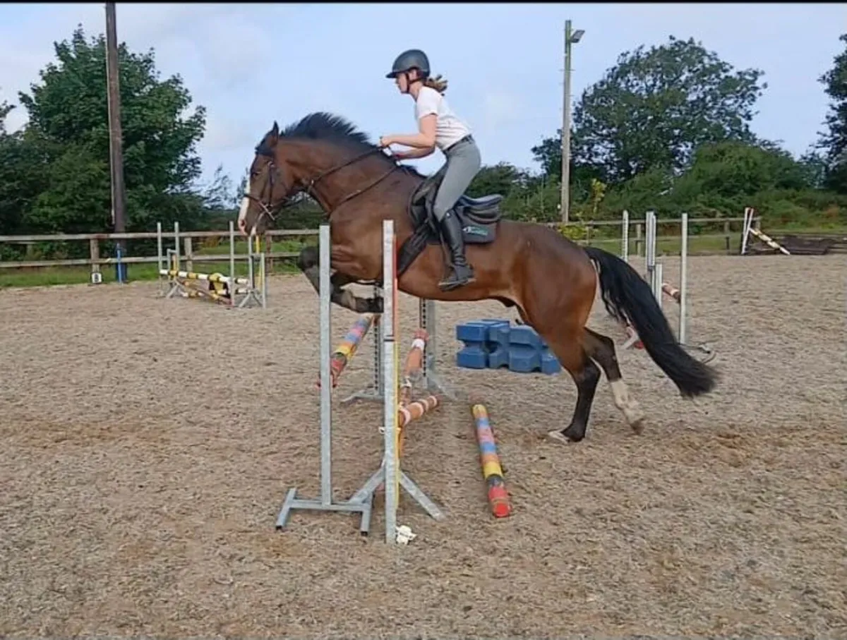 16.1 rising 5yr old striking bay gelding - Image 3