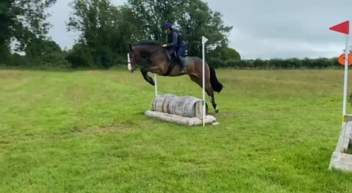 16.1 rising 5yr old striking bay gelding - Image 4