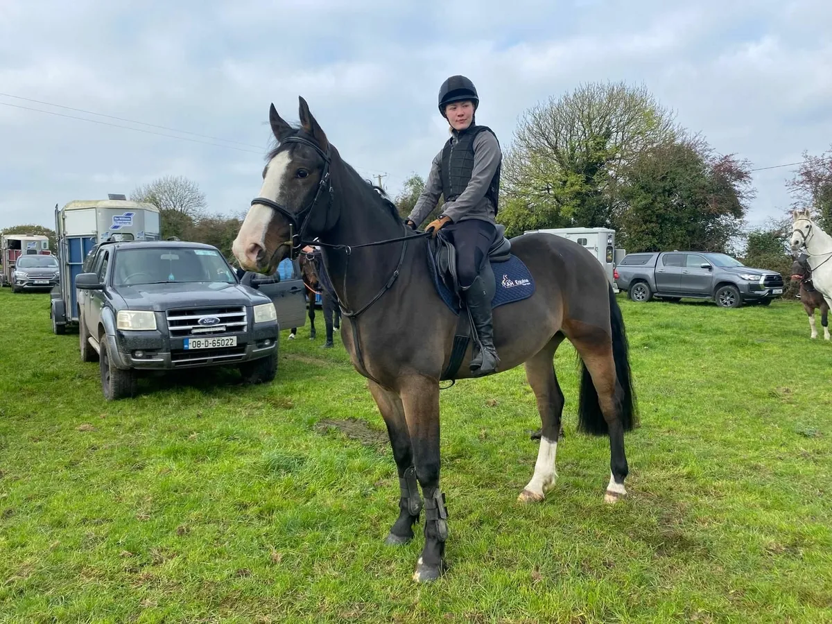 16.1 rising 5yr old striking bay gelding - Image 1