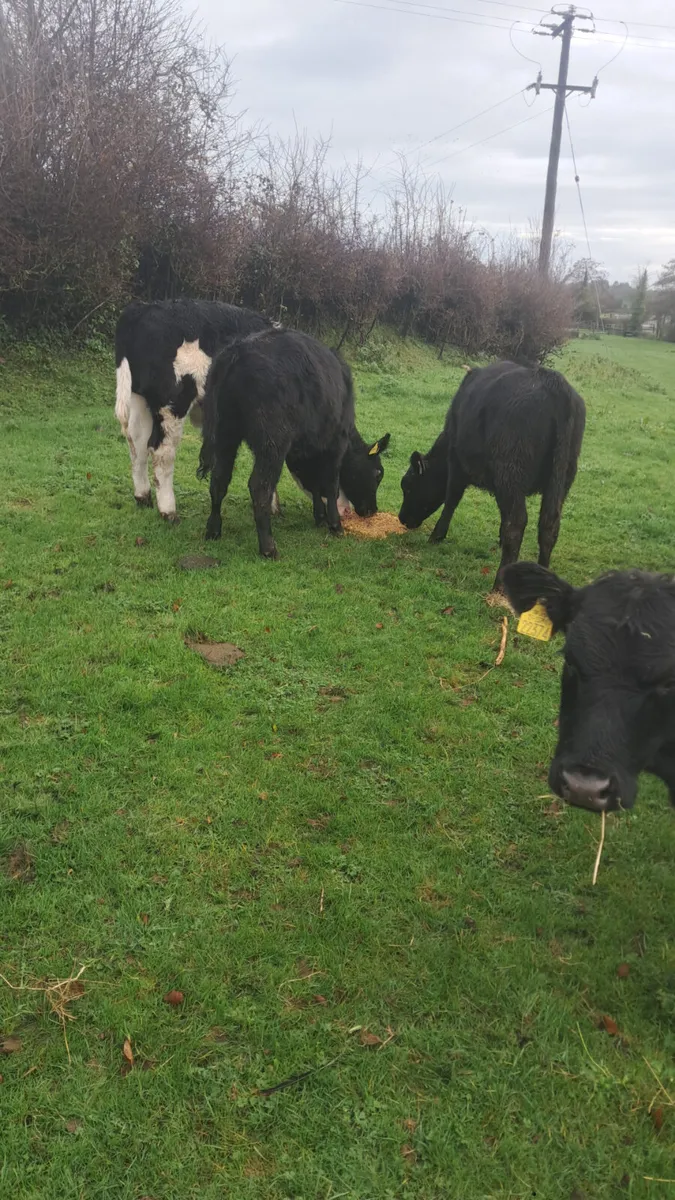 Weanling heifers - Image 4