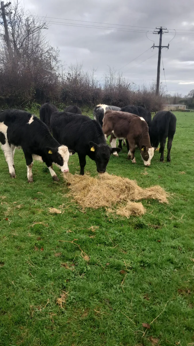 Weanling heifers - Image 3