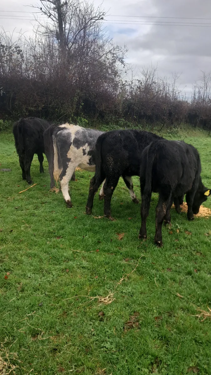 Weanling heifers - Image 2