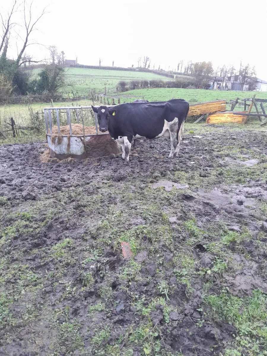 Beef cattle - Image 1