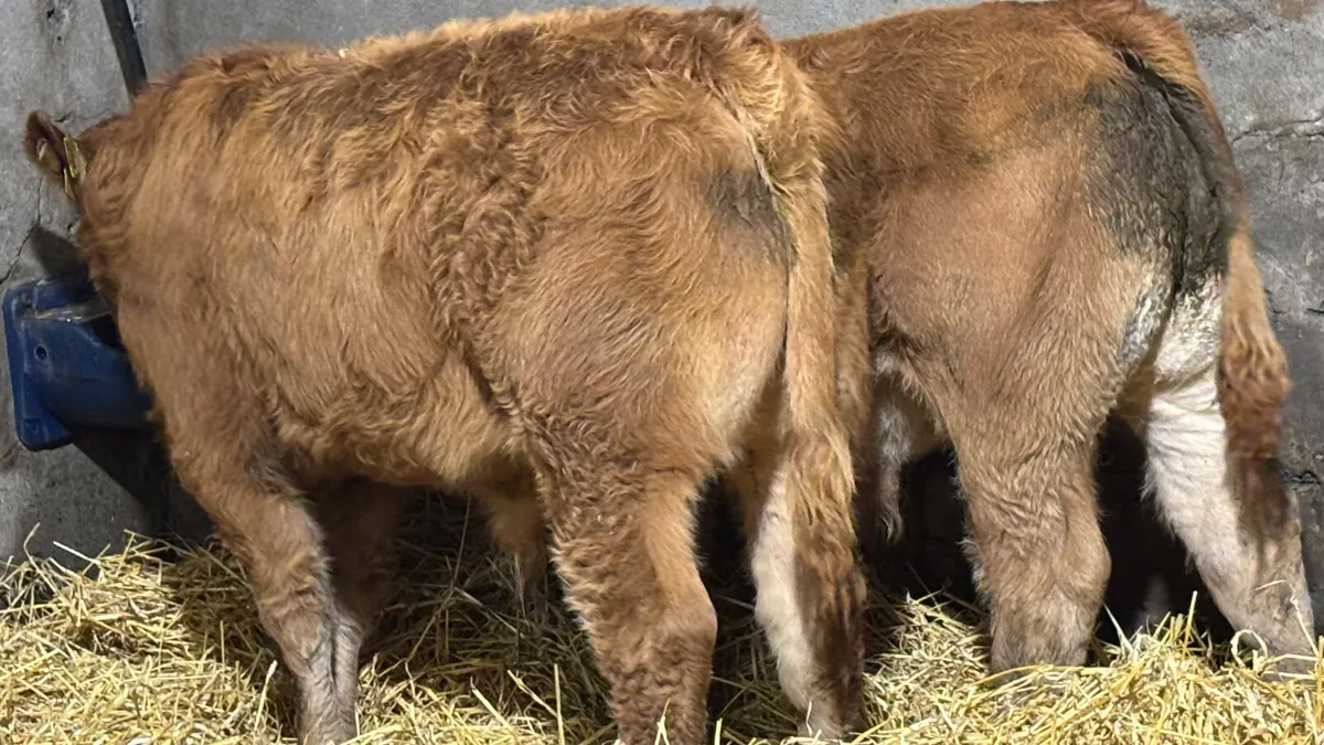 2 Super Limousin Bull Wealings - Image 3