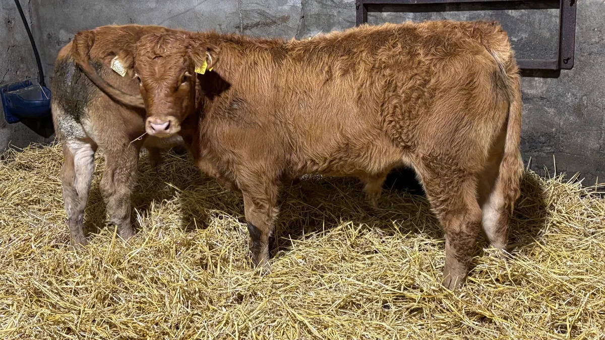 2 Super Limousin Bull Wealings - Image 2