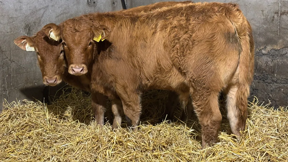 2 Super Limousin Bull Wealings - Image 1