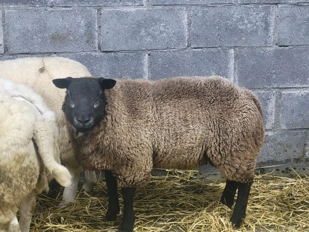 Blue texel ram lamb - Image 1