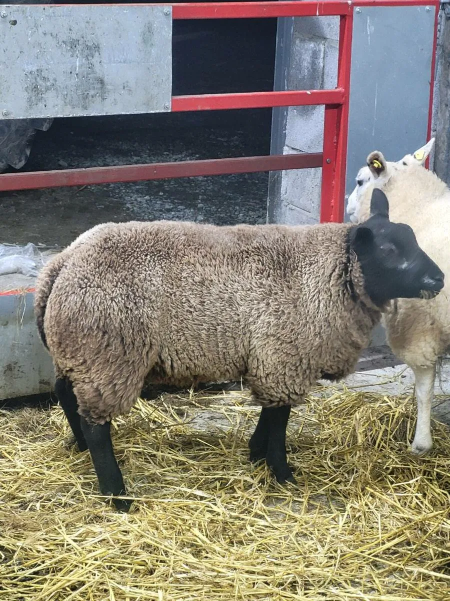 Blue texel ram lamb - Image 3
