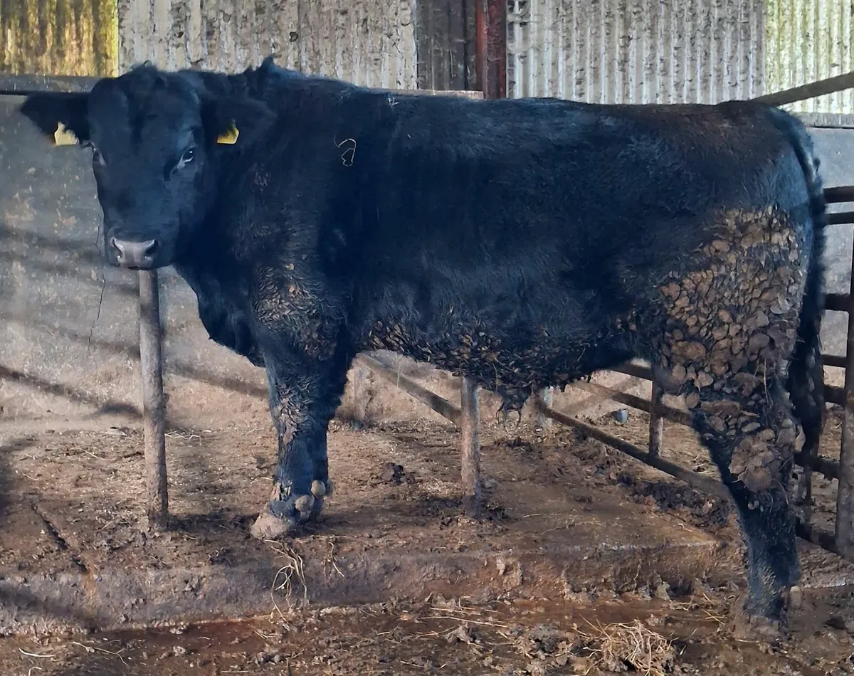 PBR Angus Bull - Image 4