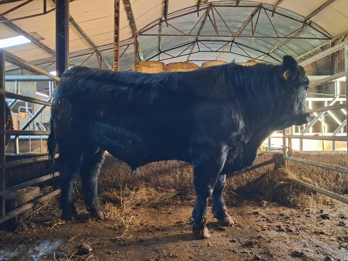 PBR Angus Bull - Image 2