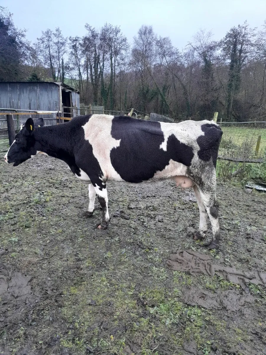 Beef cattle - Image 2