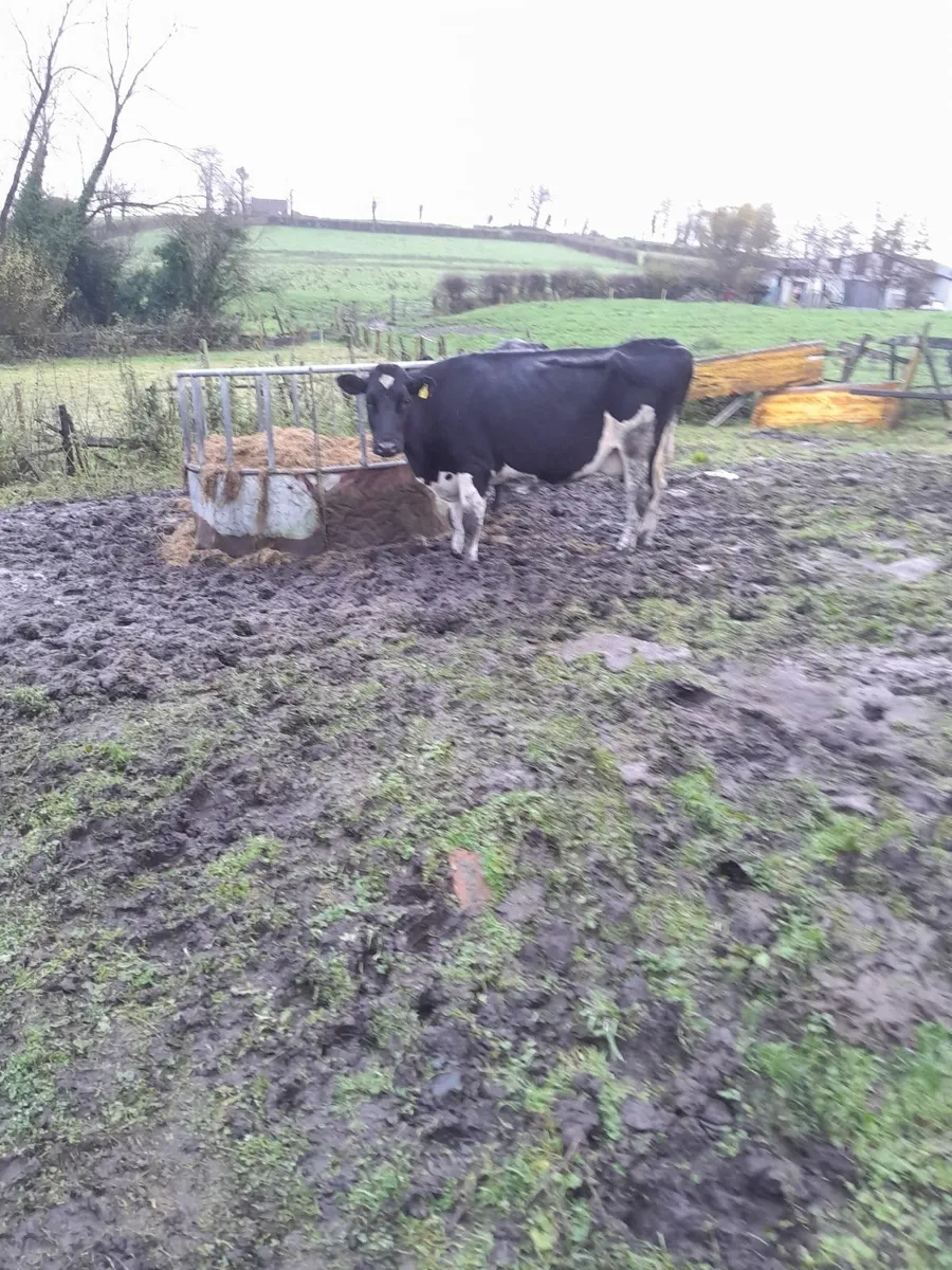 Beef cattle - Image 3