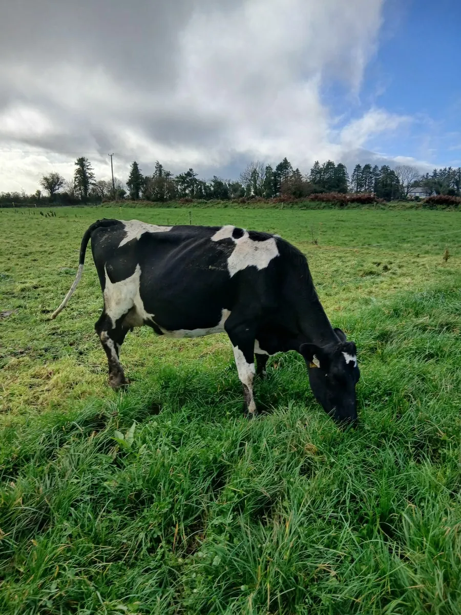 Dairy cows - Image 2