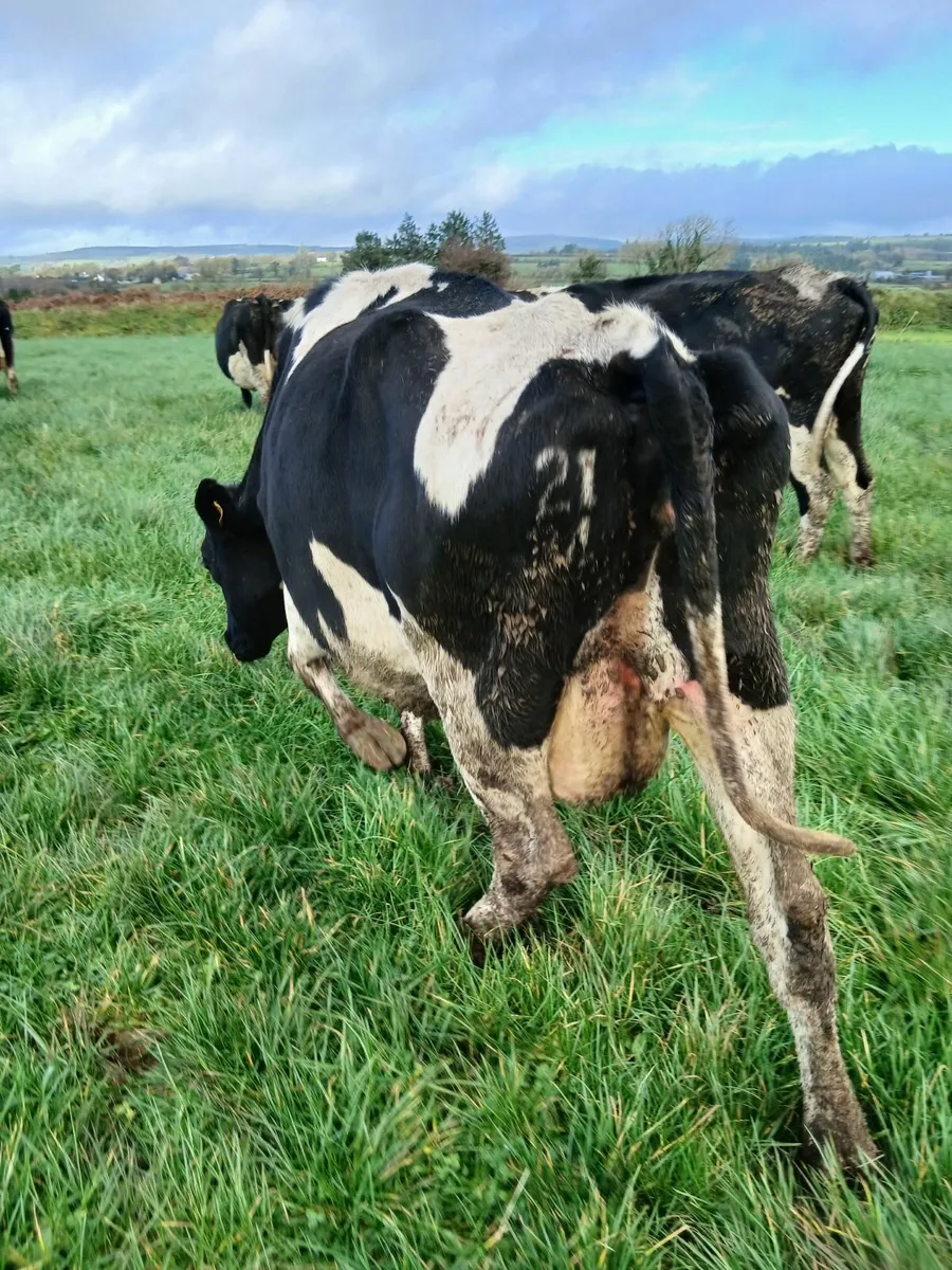 Dairy cows - Image 3