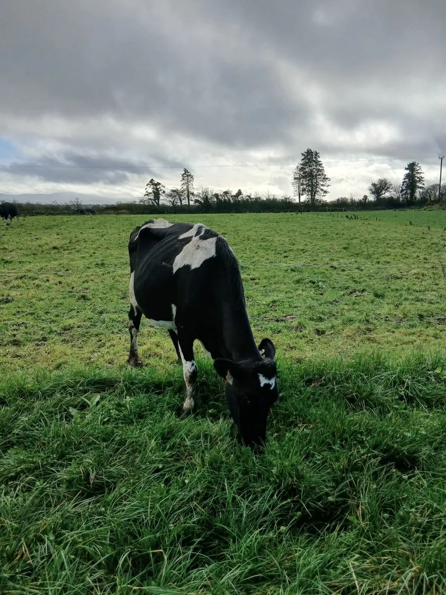 Dairy cows - Image 4