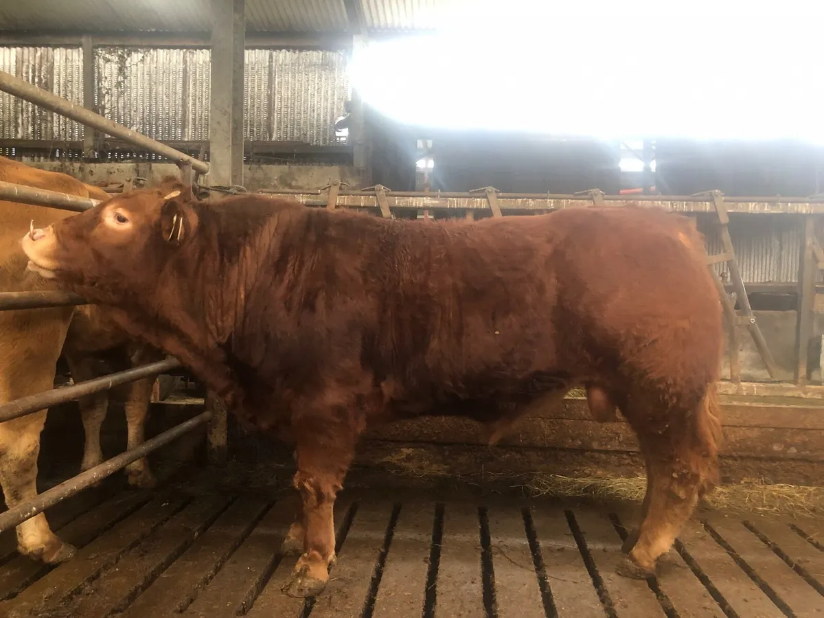 18 mths Pure Bred AI Limousin Bull - Image 1