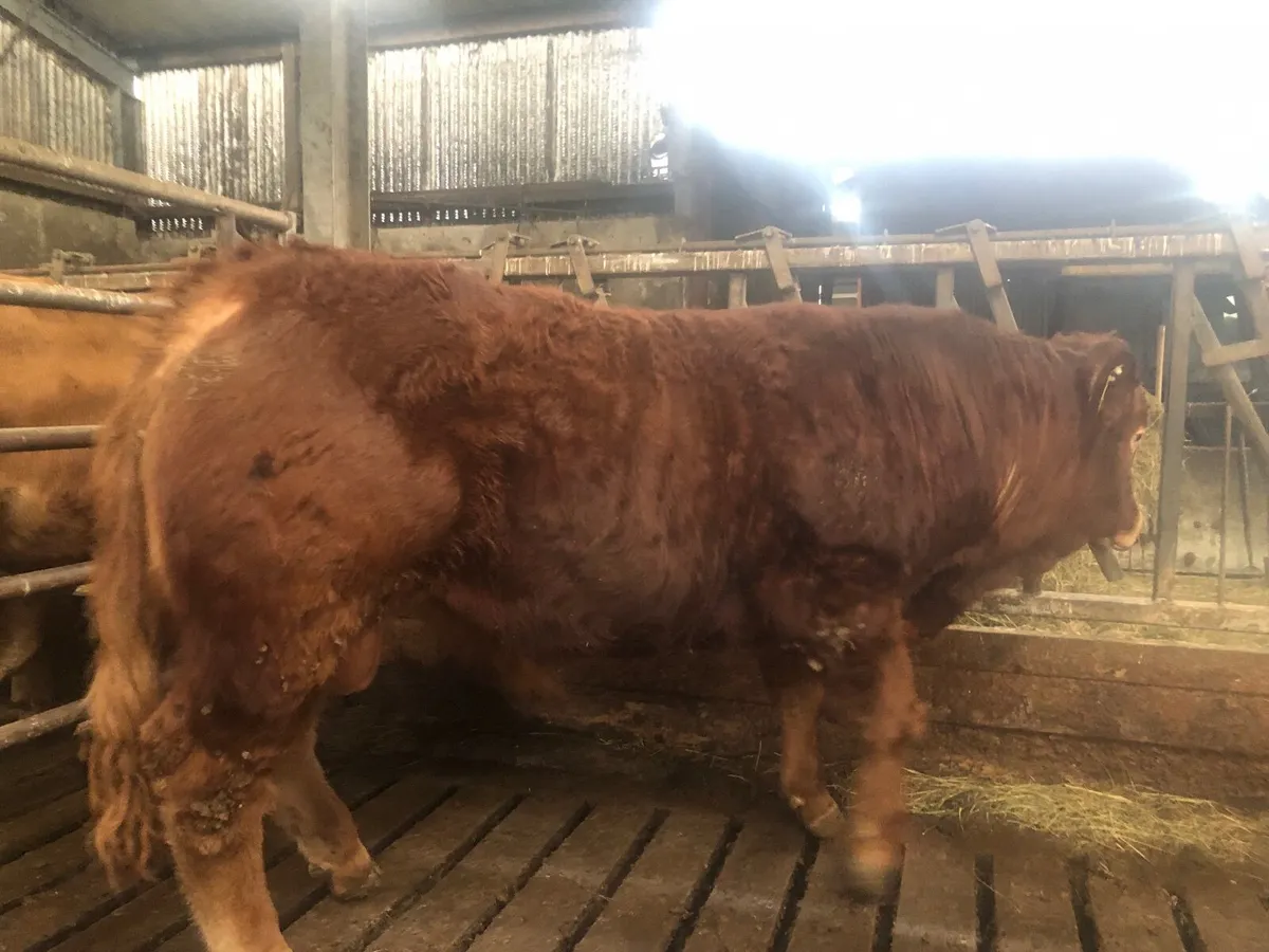 18 mths Pure Bred AI Limousin Bull - Image 3