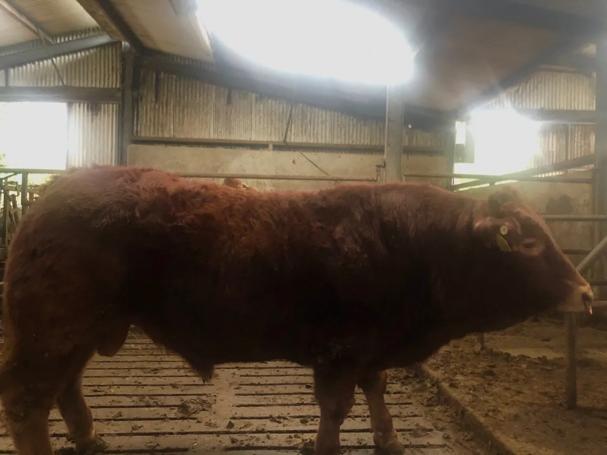 18 mths Pure Bred AI Limousin Bull - Image 4