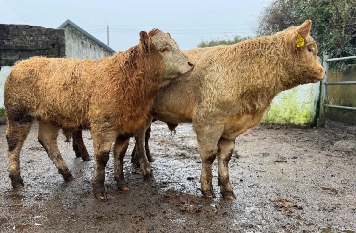 ⭐️3 Super U&R Grade Charlois Bull weanlings⭐️ - Image 4