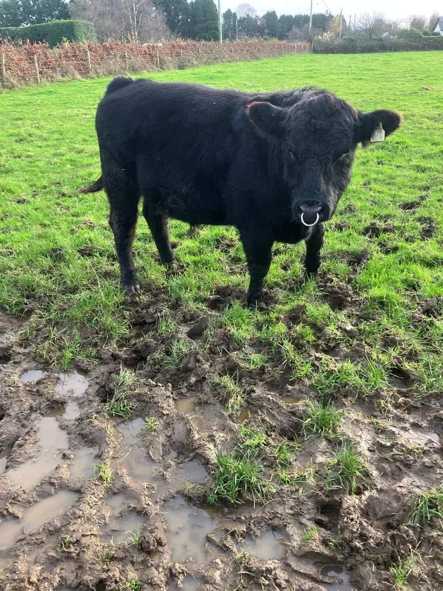 Pbr Angus bull - Image 1