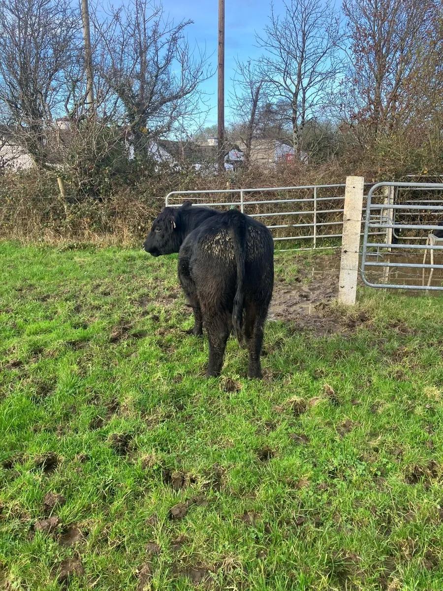 Pbr Angus bull - Image 2