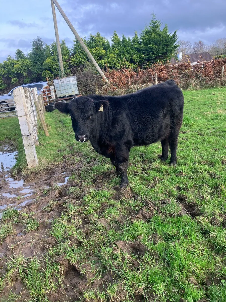 Pbr Angus bull - Image 3