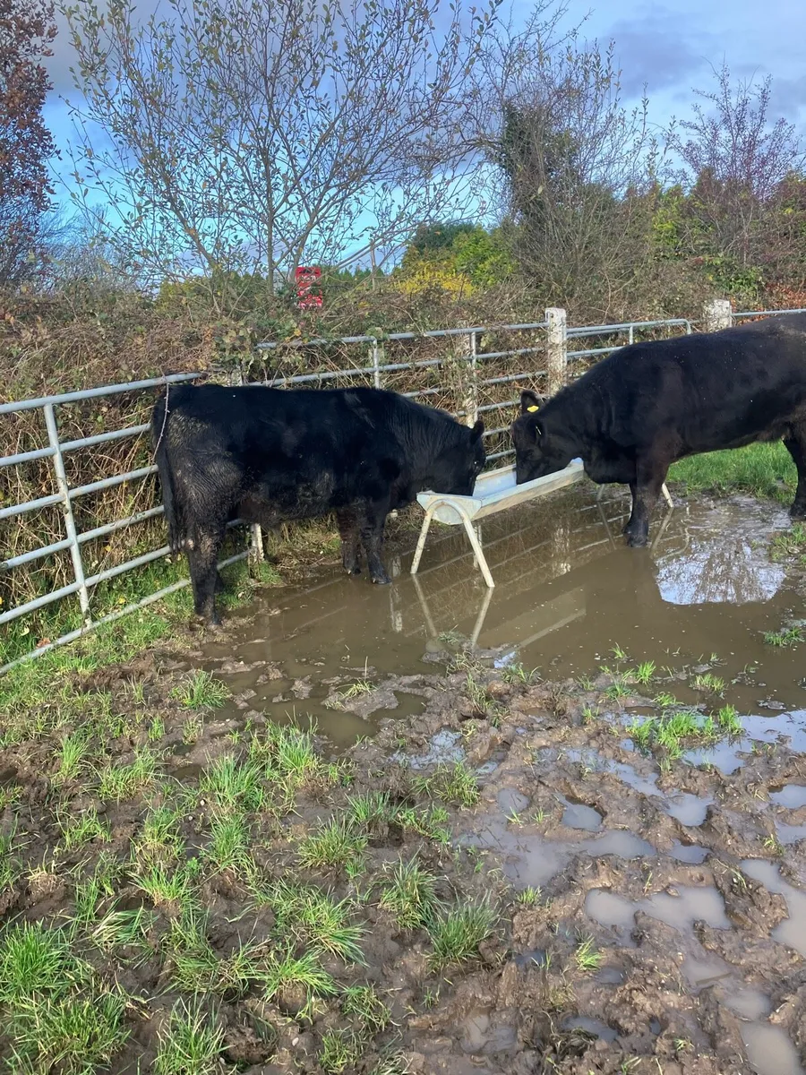 Pbr Angus bull - Image 4