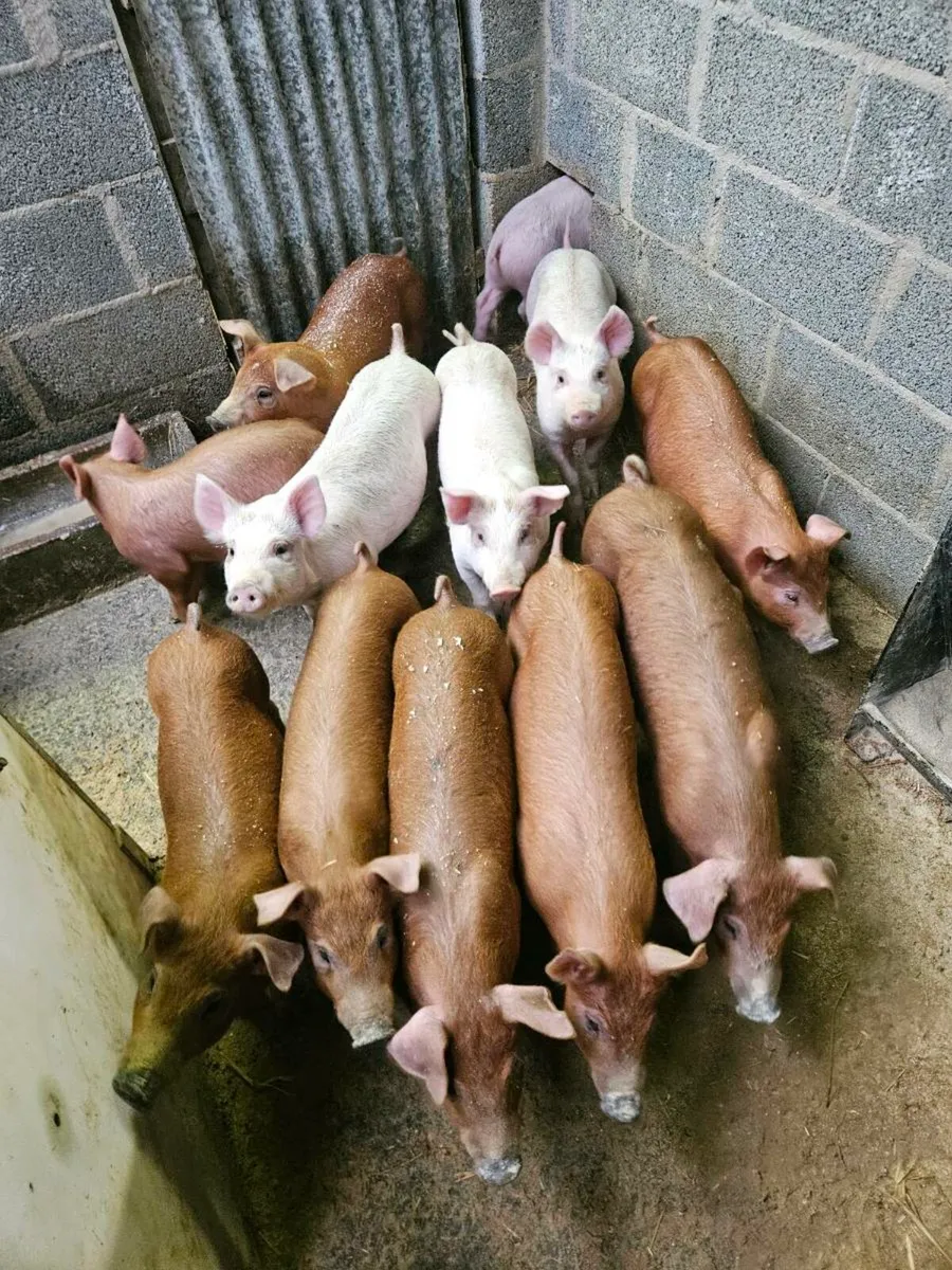 Duroc x landrace weiners - Image 1